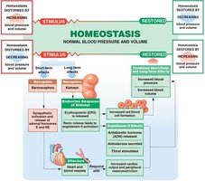 Homeostasis of blood pressure and volume