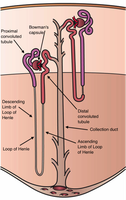 Detailed nephron structure