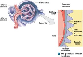 Glomerular filtration membrane