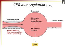 GFR autoregulation