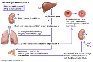 Renin-angiotensin system