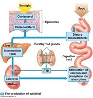 Production of calcitriol