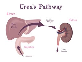Urea's pathway from liver to kidney