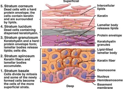 Detailed structure of epidermal layers