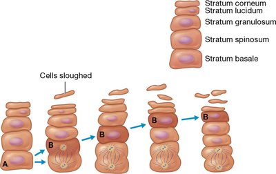 Keratinocyte life cycle
