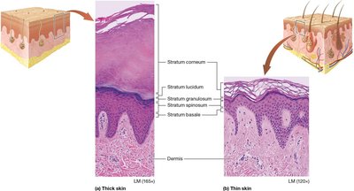 Comparison of thick and thin skin