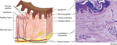 Dermal papillae and dermal layers