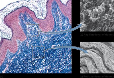 Papillary and reticular layers of the dermis