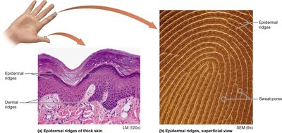 Fingerprint arch pattern