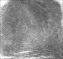 Fingerprint loop pattern