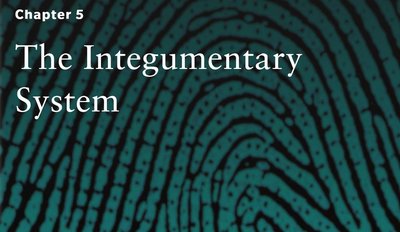 Chapter 5: The Integumentary System