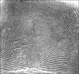 Fingerprint whorl pattern