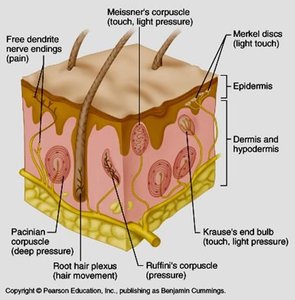 Sensory receptors in the skin
