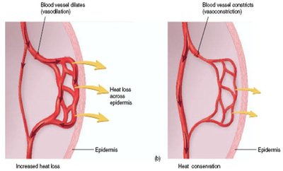 Blood vessel dilation and constriction in thermoregulation