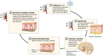 Thermoregulatory feedback loop for cold