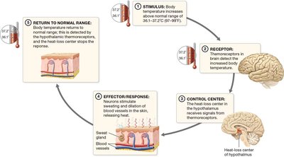 Thermoregulatory feedback loop for heat