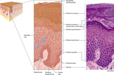 Layers and cells of the epidermis