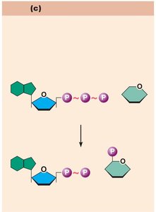 Exchange reaction: ATP transfers phosphate to glucose