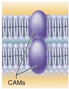 Cell adhesion molecules