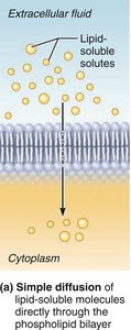 Simple diffusion