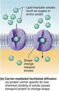 Carrier-mediated facilitated diffusion