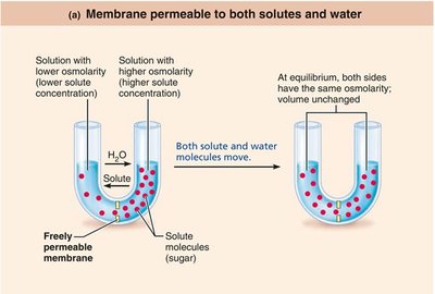 Membrane permeable to both solutes and water