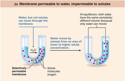 Membrane permeable to water, impermeable to solutes