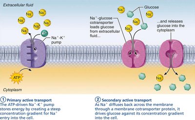 Secondary active transport