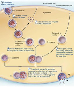 Events of endocytosis