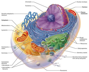 Structure of the generalized cell