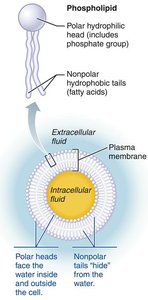 Phospholipid structure