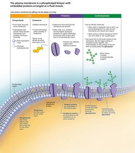 Fluid mosaic model of the plasma membrane