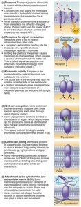 Membrane proteins perform many tasks