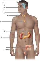 Diagram of human body with labeled endocrine organs