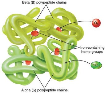 Hemoglobin molecule structure