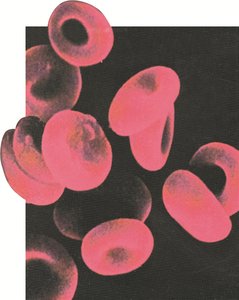 Photomicrograph of red blood cells