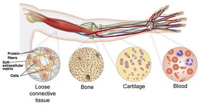 Overview of connective tissue types in the body