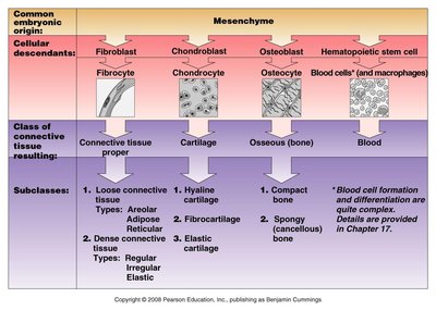 Table of connective tissue types and their embryonic origins