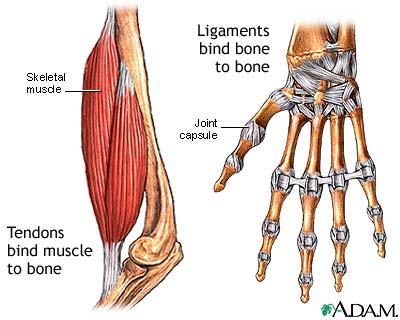 Ligaments and tendons in the hand and forearm