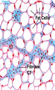 Histology of loose connective tissue with fat cells and fibrous CT
