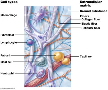Diagram of connective tissue showing cells, fibers, and ground substance