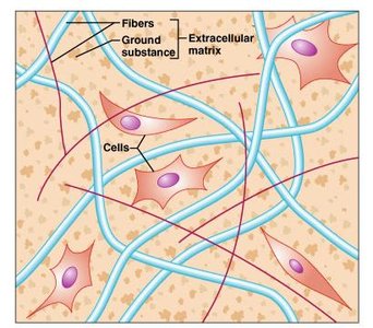 Connective tissue with fibers, ground substance, and cells