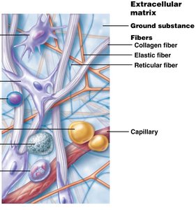 Connective tissue cell types and extracellular matrix components