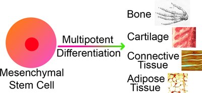 Mesenchymal stem cell differentiation into connective tissues