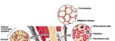 Overview of connective tissue types