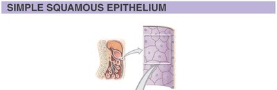 Simple squamous epithelium