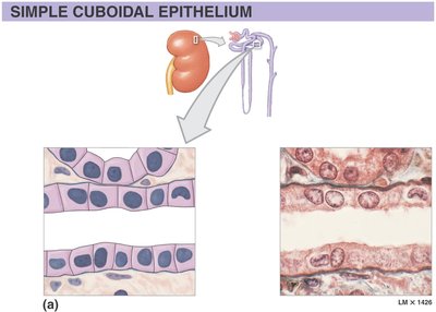 Simple cuboidal epithelium