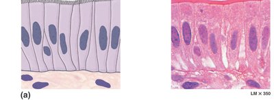Simple columnar epithelium