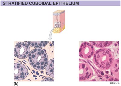 Stratified cuboidal epithelium