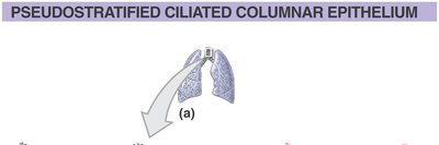 Pseudostratified ciliated columnar epithelium